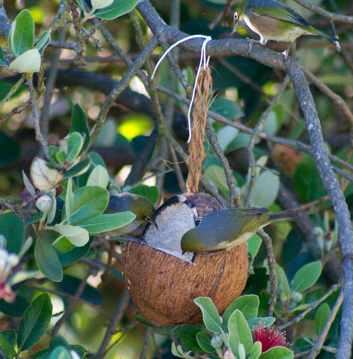 Birds and Molly in garden Nov 2014 033a