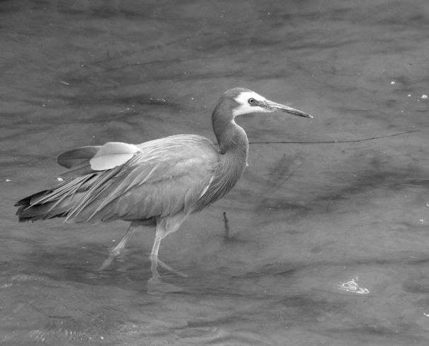 Birds at Heathcote Canal Dec 2014 030a_2